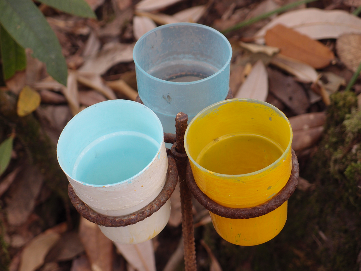 2018-01-16 12 Uhr - Im Shivapuri Nagarjun National Park (Nagi Gumba) (Foto) 